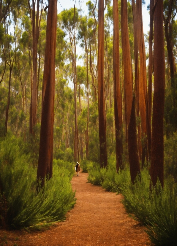 Plant, Ecoregion, Natural Landscape, Tree, Wood, Terrestrial Plant