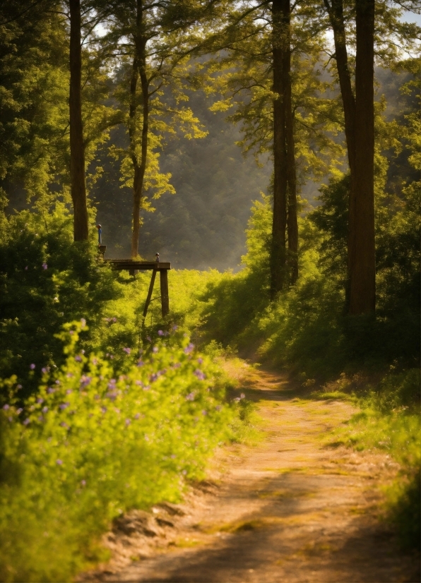 Plant, Plant Community, Ecoregion, Natural Landscape, Wood, Tree