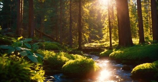 Plant, Light, Natural Landscape, Wood, Branch, Sunlight