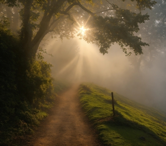 Plant, Atmosphere, Natural Landscape, Branch, Tree, Wood