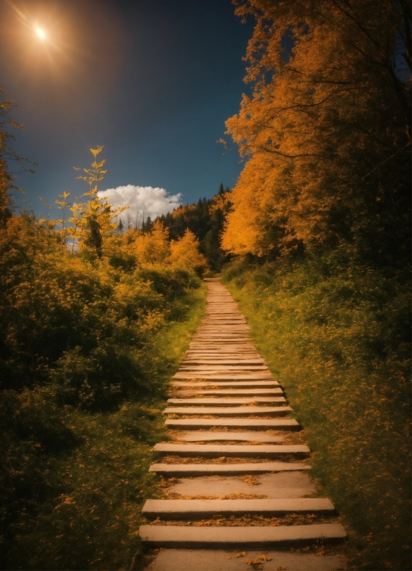 Sky, Cloud, Plant, Nature, Natural Landscape, Wood