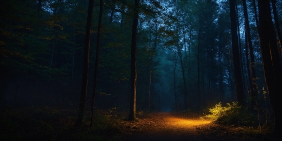 Plant, Atmosphere, Wood, Natural Landscape, Tree, Trunk