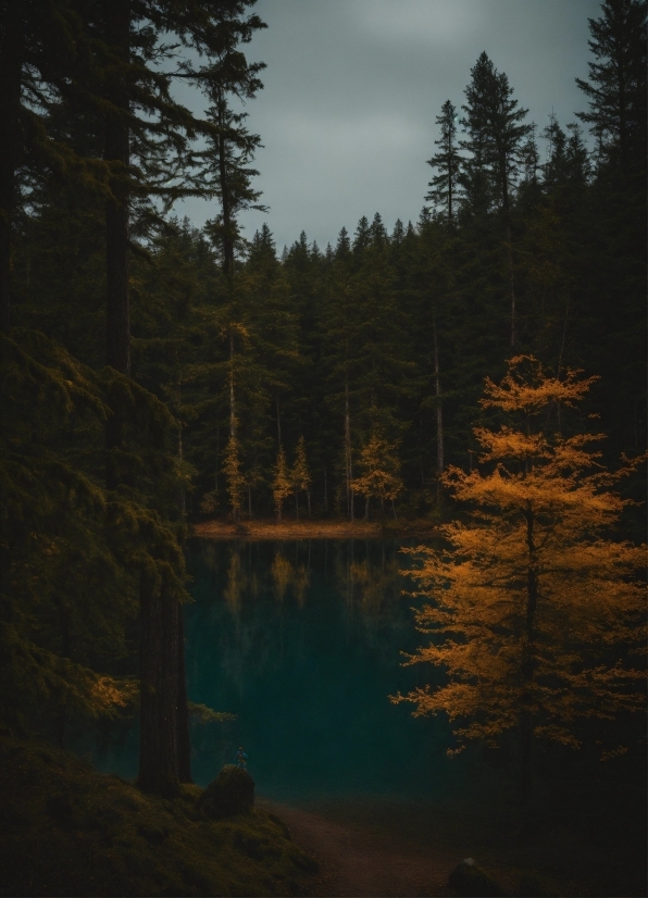 Sky, Water, Plant, Natural Landscape, Tree, Larch