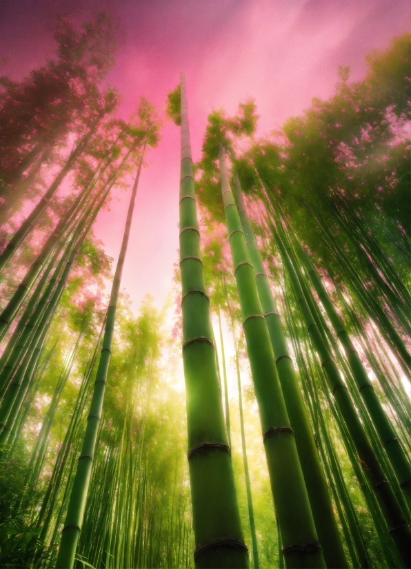 Plant, Sky, Cloud, Water, Natural Landscape, Terrestrial Plant