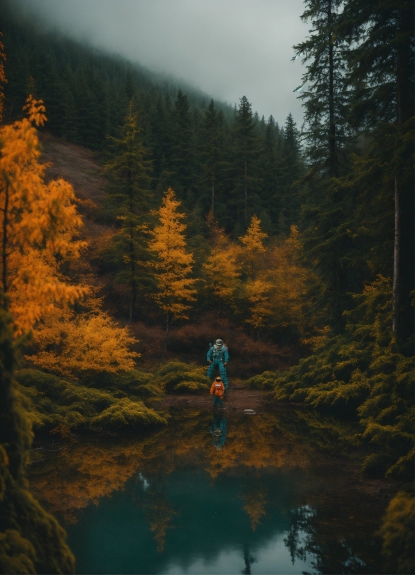 Water, Sky, Plant, Natural Landscape, Larch, Tree