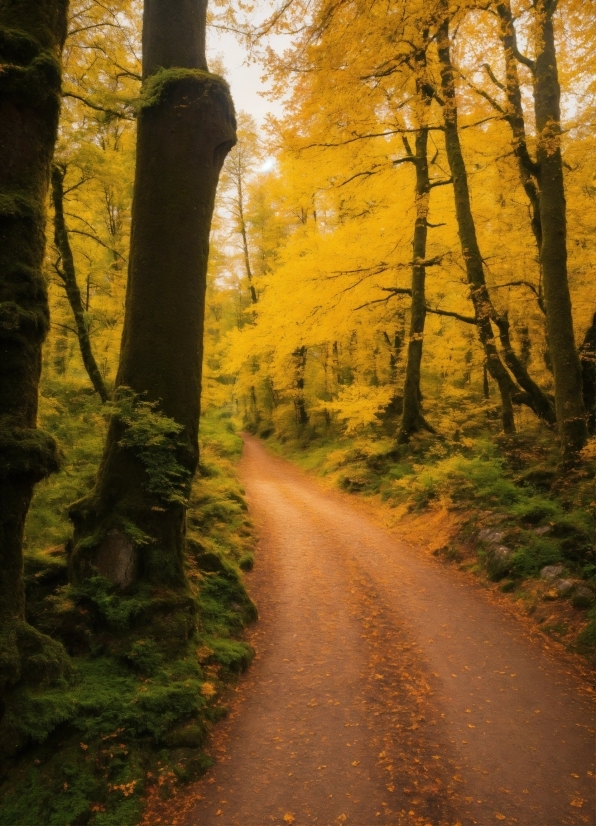 Brown, Plant, Wood, Natural Landscape, Road Surface, Tree