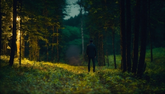 Plant, Wood, Tree, People In Nature, Natural Landscape, Trunk