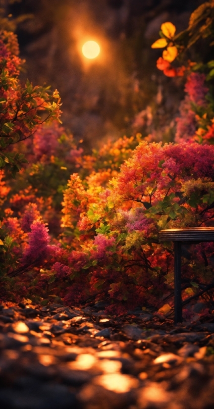 Light, Natural Landscape, Flower, Branch, Orange, Plant