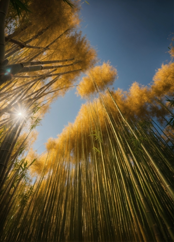 Sky, Plant, Natural Landscape, Cloud, Sunlight, Terrestrial Plant