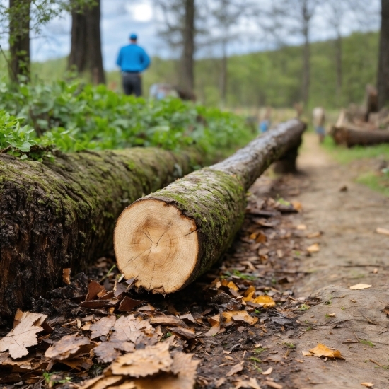 Wood, Branch, Natural Landscape, Logging, Trunk, Grass