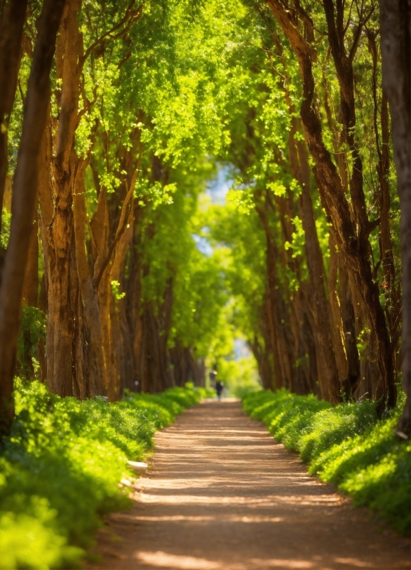 Plant, Green, Botany, Natural Landscape, Natural Environment, Tree