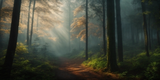 Plant, Atmosphere, Ecoregion, Natural Landscape, Wood, People In Nature