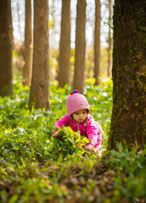 Plant, People In Nature, Tree, Natural Landscape, Terrestrial Plant, Wood