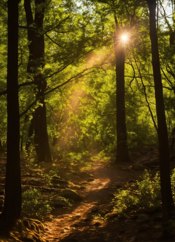 Plant, Atmosphere, Natural Landscape, Wood, People In Nature, Tree