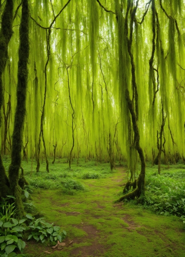 Plant, Natural Landscape, Wood, Terrestrial Plant, People In Nature, Trunk