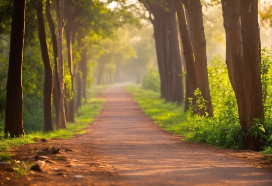 Plant, Natural Landscape, Tree, Wood, Branch, Road Surface