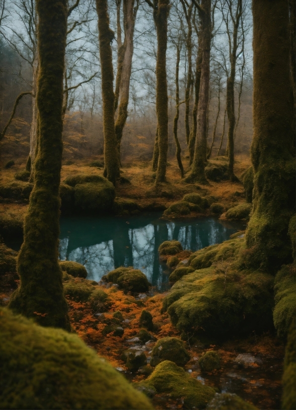 Water, Plant, Natural Landscape, Wood, Branch, Tree