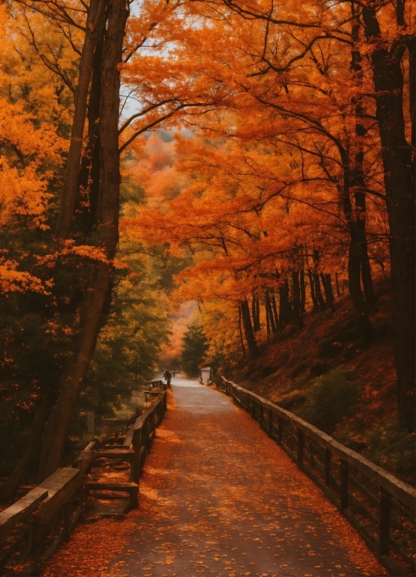 Plant, Natural Landscape, Sky, Tree, Wood, Branch