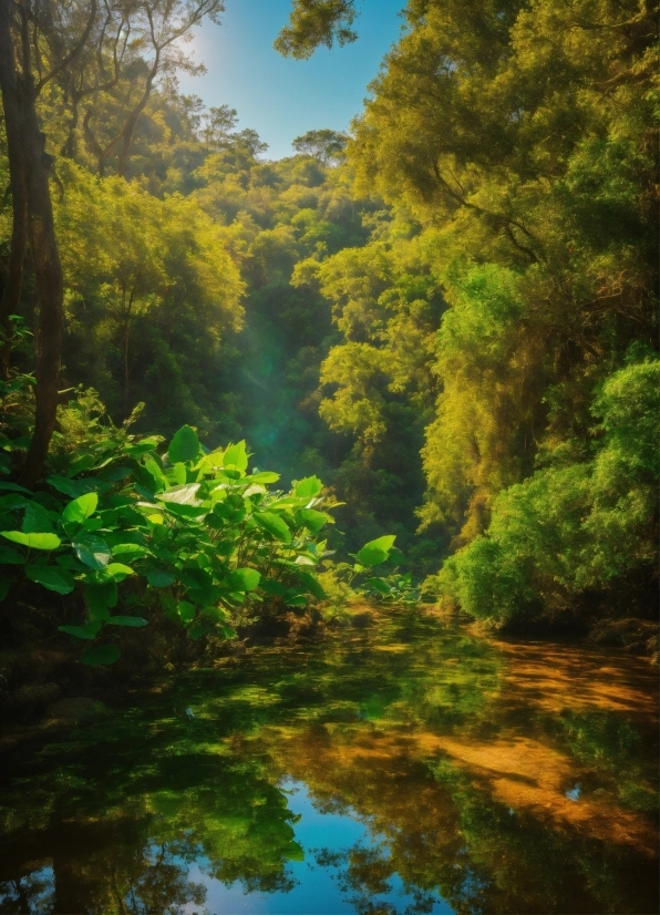 Water, Sky, Plant, Plant Community, Natural Landscape, Branch