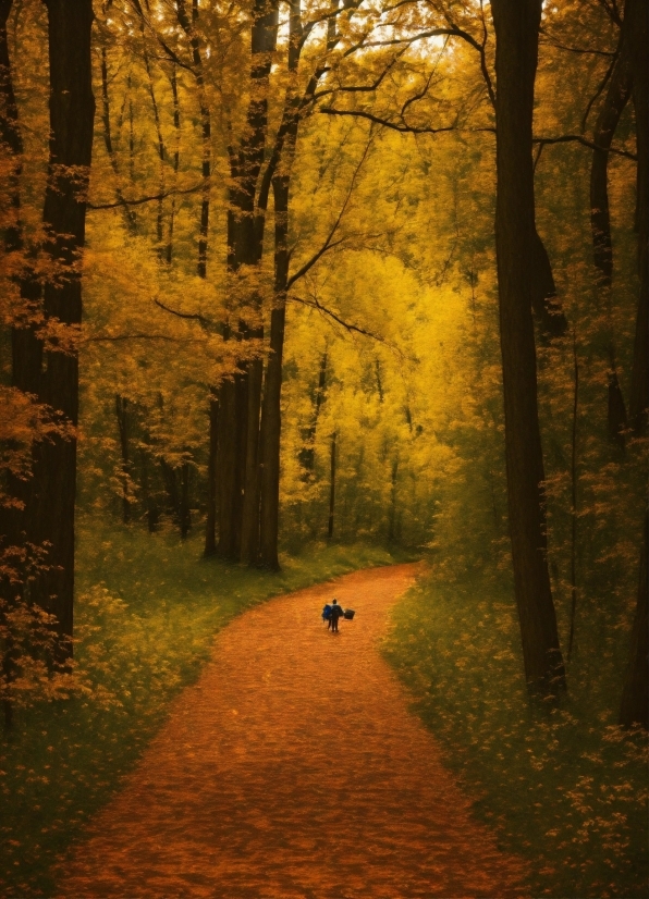 Plant, Atmosphere, People In Nature, Nature, Natural Landscape, Wood