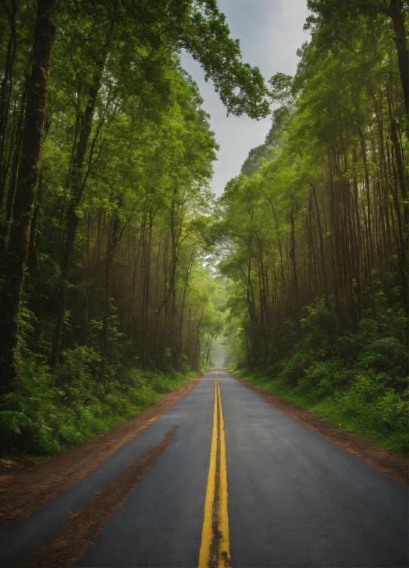 Plant, Sky, Natural Landscape, Road Surface, Branch, Tree