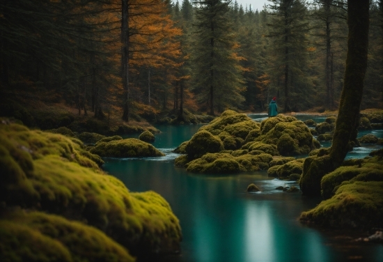 Water, Plant, Natural Landscape, Tree, Branch, Body Of Water