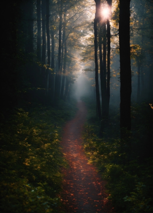 Atmosphere, Plant, Ecoregion, Natural Landscape, Wood, Branch