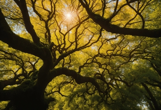 Atmosphere, Sky, Natural Landscape, Twig, Wood, Trunk