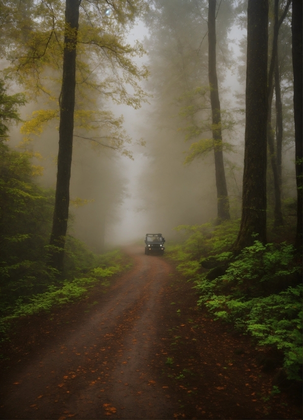 Plant, Natural Landscape, Wood, Branch, Fog, Tree