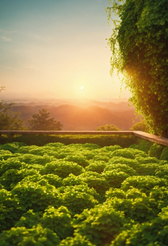 Sky, Plant, Atmosphere, Cloud, People In Nature, Nature