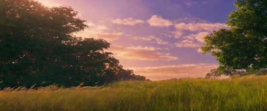 Cloud, Sky, Atmosphere, Afterglow, Plant, Natural Landscape