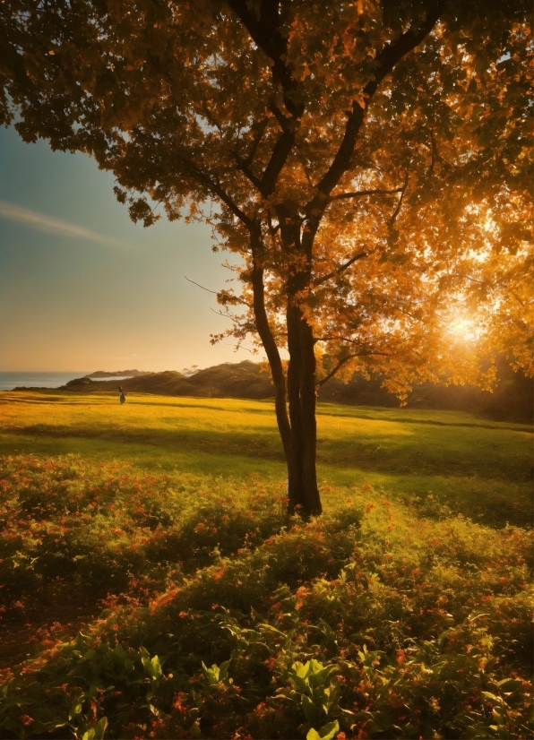 Plant, Sky, Flower, Light, People In Nature, Natural Landscape