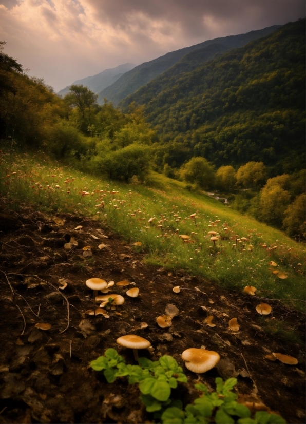 Cloud, Mountain, Plant, Sky, Plant Community, Flower