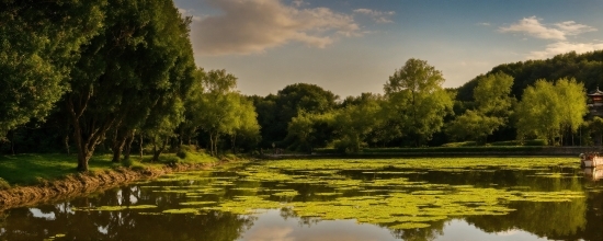 Cloud, Sky, Water, Plant, Natural Landscape, Natural Environment