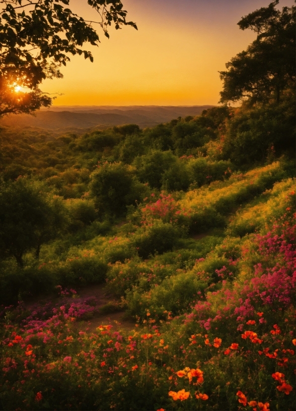 Flower, Sky, Plant, Plant Community, Ecoregion, Afterglow