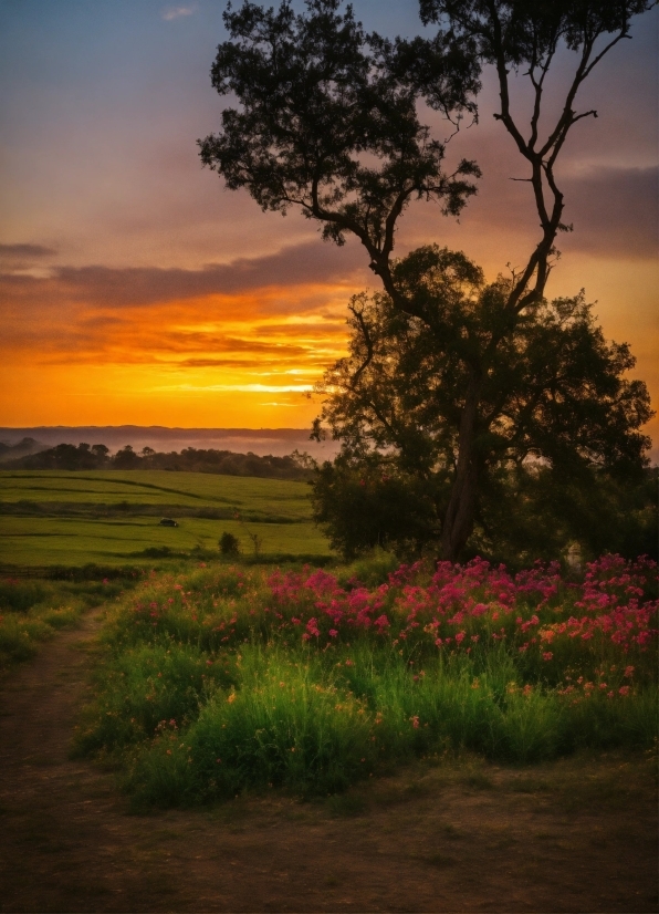 Plant, Sky, Cloud, Flower, Afterglow, Natural Landscape