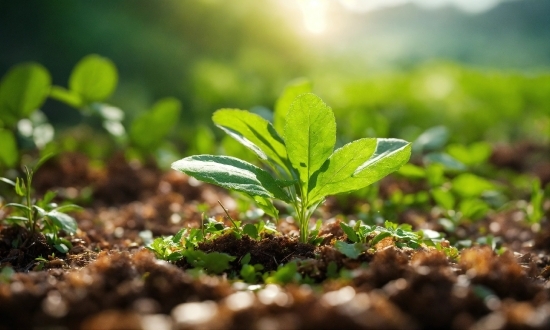 Plant, Leaf, Terrestrial Plant, Vegetation, Natural Landscape, Wood