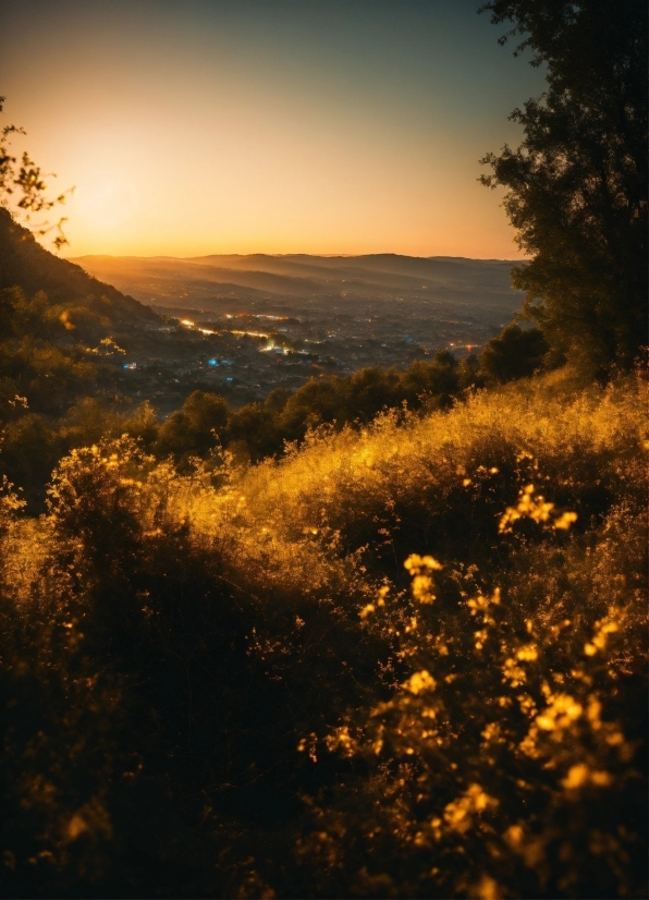 Sky, Atmosphere, Plant Community, Ecoregion, Plant, Light