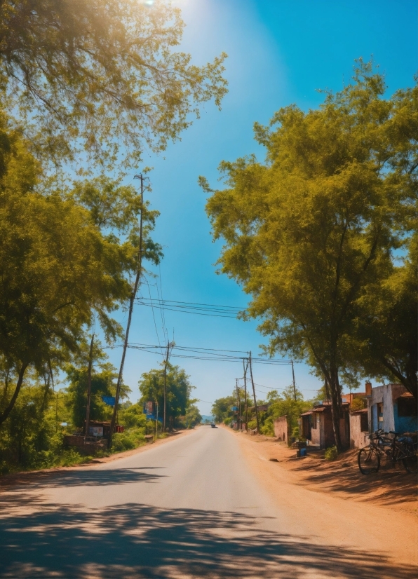 Sky, Cloud, Daytime, Plant, Road Surface, Tree