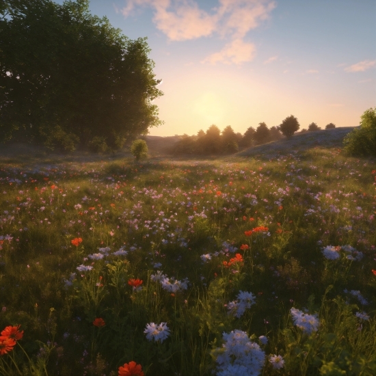 Flower, Sky, Cloud, Plant, Plant Community, Ecoregion