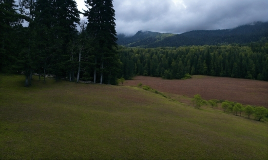 Cloud, Sky, Plant, Natural Landscape, Larch, Tree