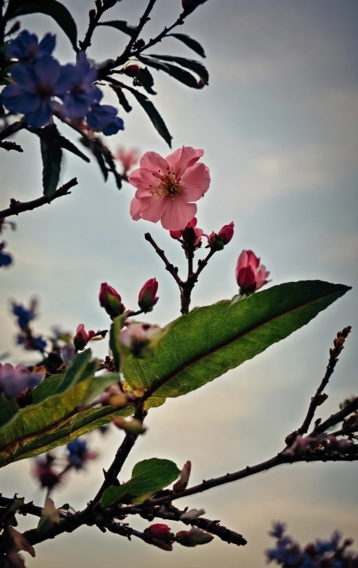 Flower, Sky, Plant, Branch, Petal, Twig