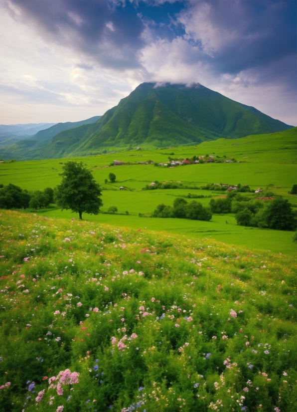 Cloud, Sky, Flower, Plant, Mountain, Green