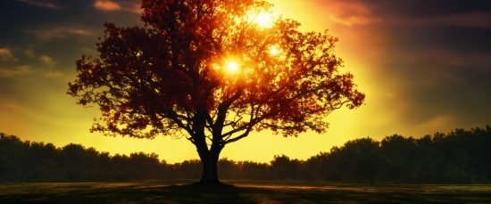 Sky, Atmosphere, Cloud, Plant, Nature, Tree