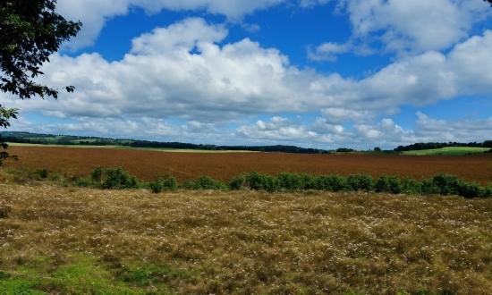 Cloud, Sky, Plant, Natural Landscape, Grass, Cumulus