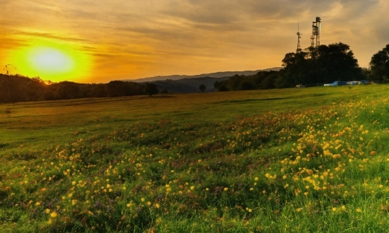 Sky, Flower, Cloud, Plant, Natural Landscape, Natural Environment