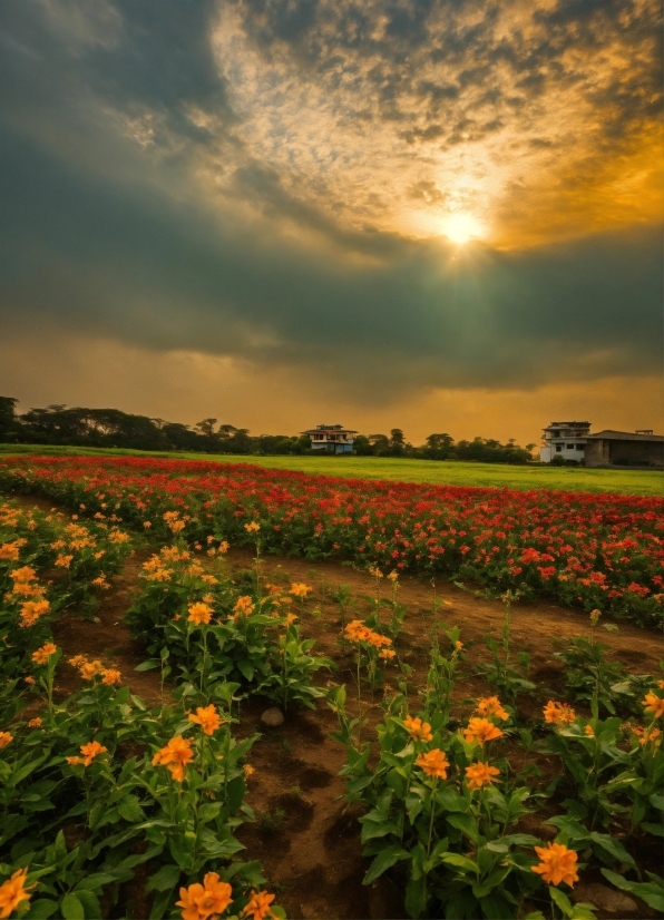 Flower, Cloud, Sky, Plant, Ecoregion, Afterglow