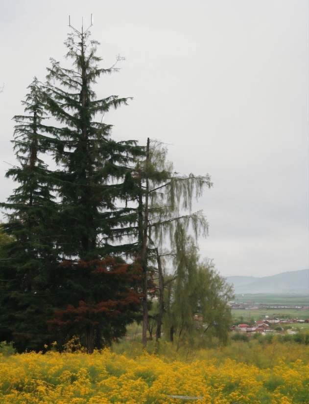 Flower, Plant, Sky, Natural Landscape, Tree, Larch