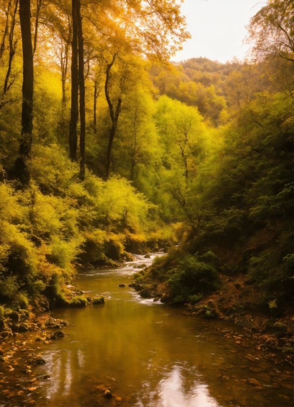 Water, Sky, Ecoregion, Plant, Fluvial Landforms Of Streams, Natural Environment