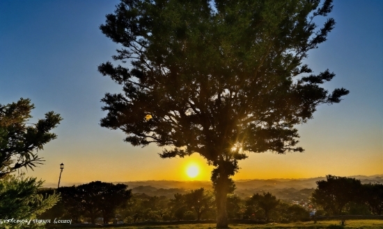 Sky, Plant, Atmosphere, Natural Landscape, Tree, Branch